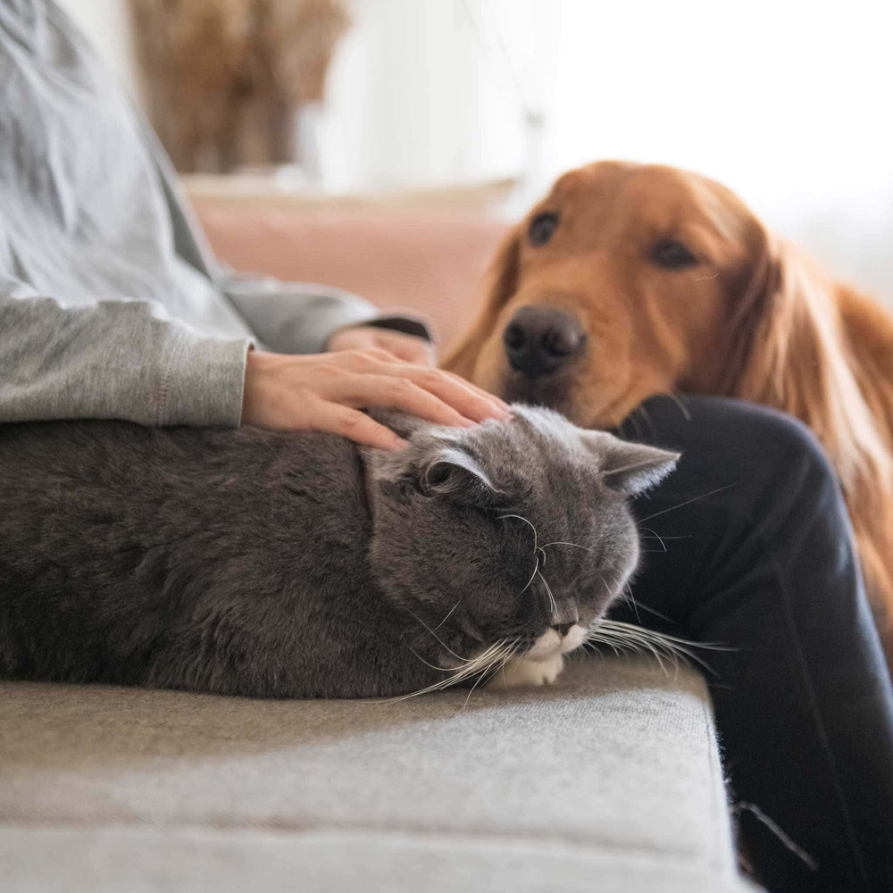 Dog and cat beside owner